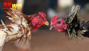 Các loại thuốc đá gà