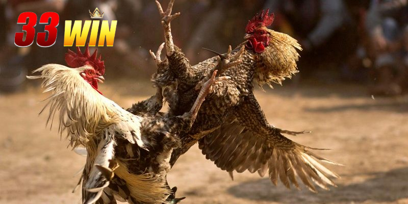 Niềm đam mê bất tận với đá gà đổi thưởng