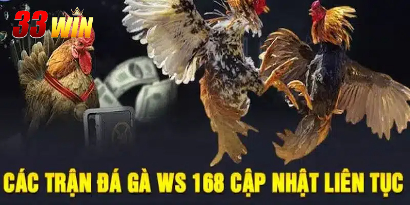 Thông tin về sảnh WS168 Đá Gà