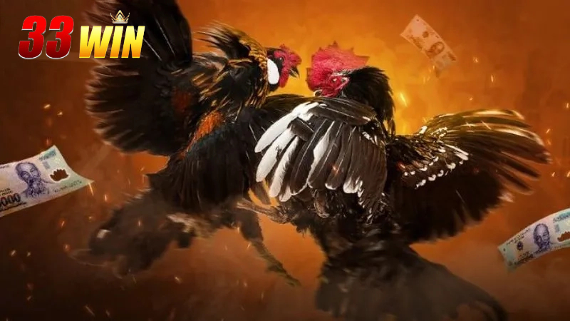 Hướng dẫn cách chơi WS168 Đá Gà