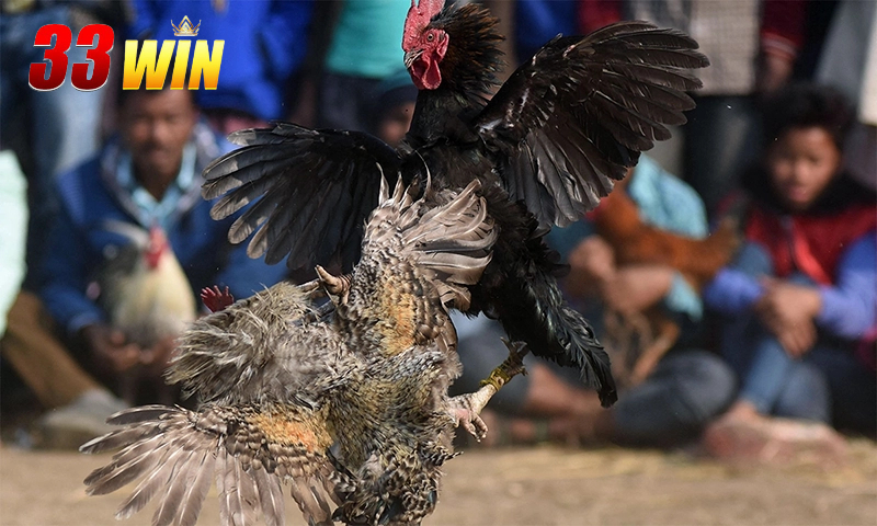 Đá gà là hình thức giải trí truyền thống