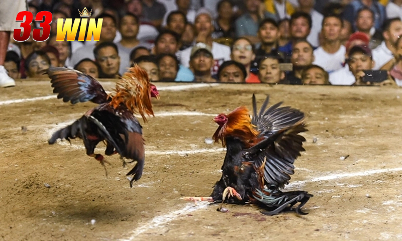 Lý do khiến đá gà trở nên hấp dẫn và thu hút