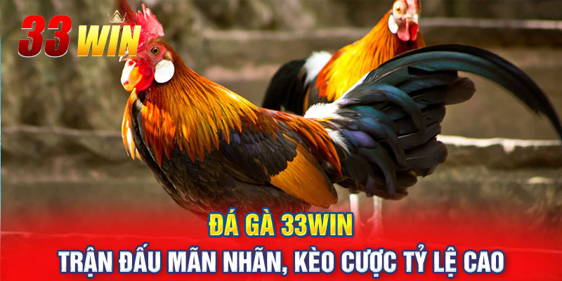 Tuyển tập các trận đấu đến từ sảnh đá gà online 33Win