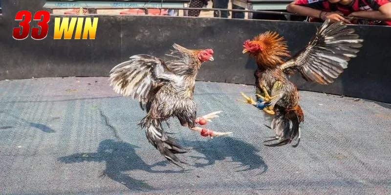 Đa dạng các loại gà chiến đẳng cấp