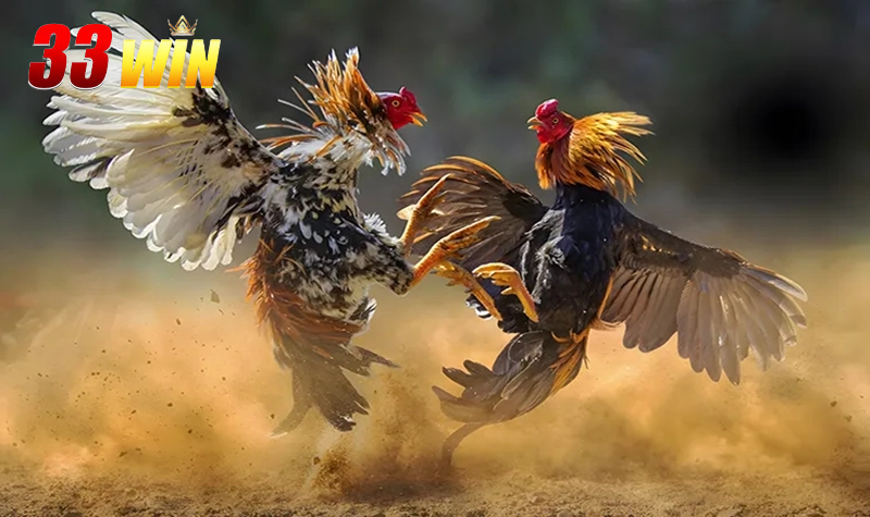 Nắm chắc các hình thức chơi đá gà AOG