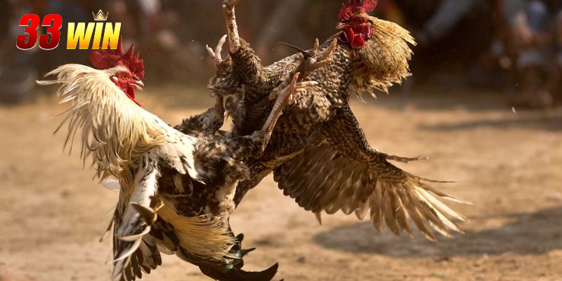 Lý do khiến bạn nên chọn đá gà AOG