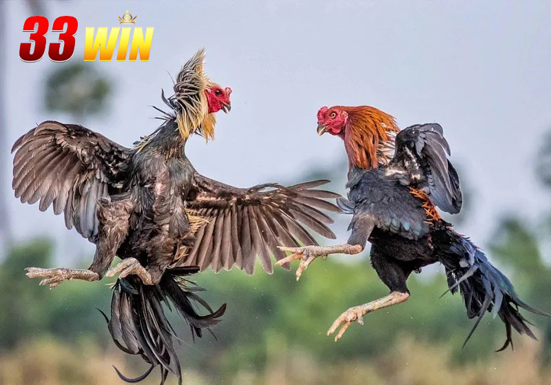 Thông tin về kênh đá gà CPC3