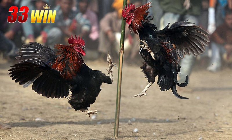 Hướng dẫn cách đi xem đá gà trực tiếp