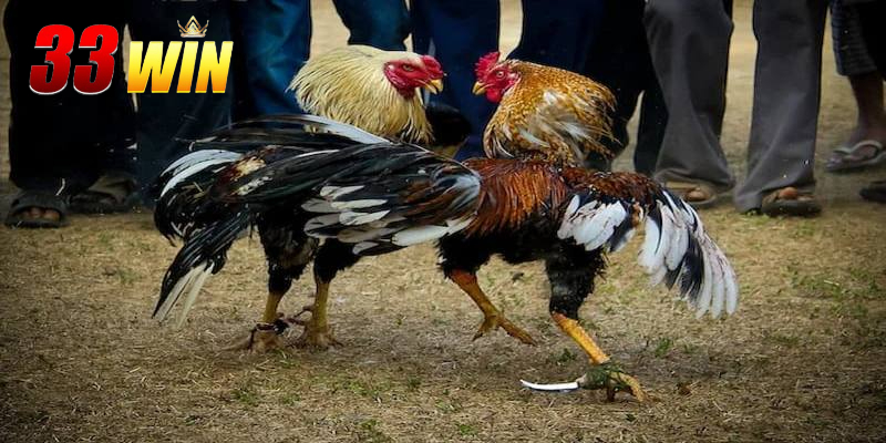 kinh nghiệm chơi đá gà cựa dao