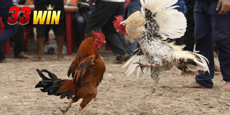 Kinh nghiệm chơi đá gà cựa dao từ cao thủ